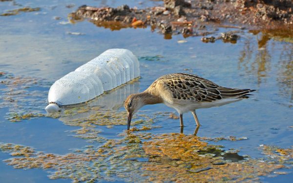 Oiseau entrain de manger, une bouteille en plastique flotte